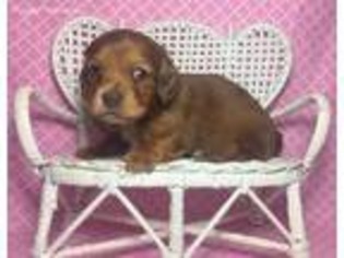 Dachshund Puppy for sale in Glenford, OH, USA
