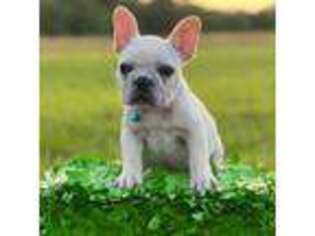 French Bulldog Puppy for sale in Eagleville, TN, USA