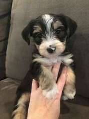 Mutt Puppy for sale in SNOQUALMIE, WA, USA