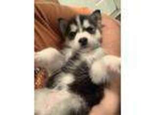 Siberian Husky Puppy for sale in Arcadia, IN, USA