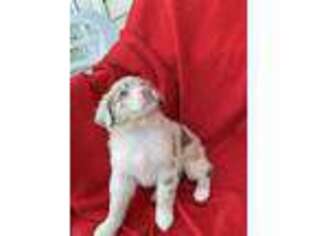 Australian Shepherd Puppy for sale in Carthage, IL, USA