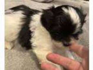 Shorkie Tzu Puppy for sale in Boston, MA, USA