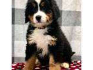 Bernese Mountain Dog Puppy for sale in Dundee, OH, USA