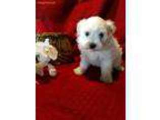 Maltese Puppy for sale in Lagrange, IN, USA