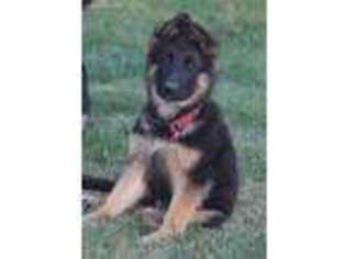 German Shepherd Dog Puppy for sale in Jamestown, IN, USA