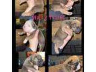 Olde English Bulldogge Puppy for sale in Troy, TX, USA
