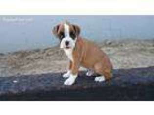 Boxer Puppy for sale in Montgomery, IN, USA