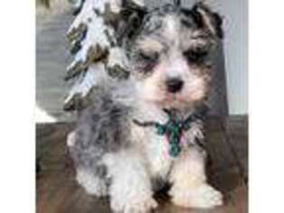 Mutt Puppy for sale in Watertown, SD, USA