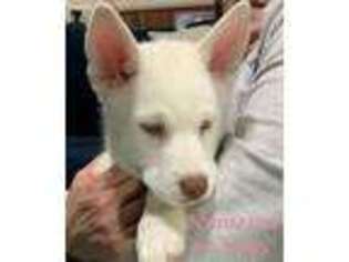 Siberian Husky Puppy for sale in Cordova, TN, USA