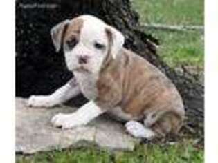 Olde English Bulldogge Puppy for sale in Park City, KY, USA