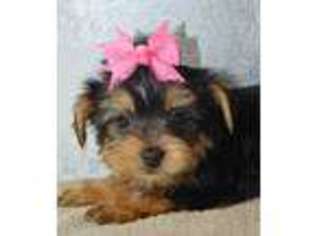 Yorkshire Terrier Puppy for sale in Arab, AL, USA