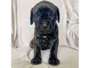 Cane Corso Puppy for sale in Allen, TX, USA