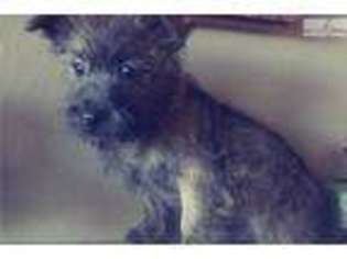Cairn Terrier Puppy for sale in San Diego, CA, USA