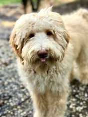 Labradoodle Puppy for sale in Sonoma, CA, USA