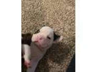 Olde English Bulldogge Puppy for sale in Newark, OH, USA