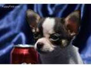 Chihuahua Puppy for sale in Goldsboro, NC, USA