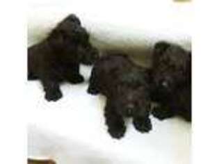 Scottish Terrier Puppy for sale in Stanfield, NC, USA