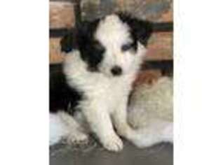 Australian Shepherd Puppy for sale in West Nyack, NY, USA