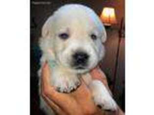 Labrador Retriever Puppy for sale in New Meadows, ID, USA