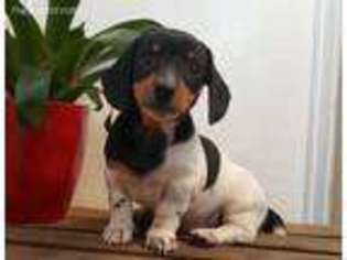 Dachshund Puppy for sale in Ringtown, PA, USA