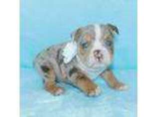 Bulldog Puppy for sale in Millersburg, OH, USA