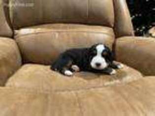 Bernese Mountain Dog Puppy for sale in Connellsville, PA, USA