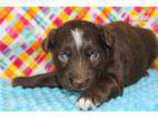 Australian Shepherd Puppy for sale in Fort Worth, TX, USA