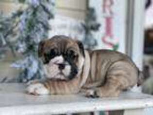 Bulldog Puppy for sale in Lithia, FL, USA