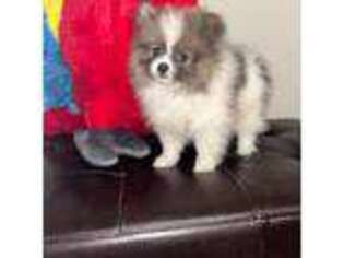 Pomeranian Puppy for sale in Jonesboro, GA, USA