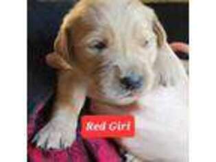 Golden Retriever Puppy for sale in Valley Springs, CA, USA