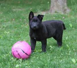 German Shepherd Dog Puppy for sale in Spring Mills, PA, USA