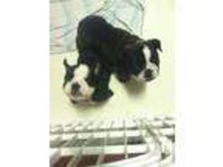 Bulldog Puppy for sale in ORANGE, TX, USA