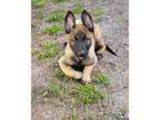 Belgian Malinois Puppy for sale in North Port, FL, USA