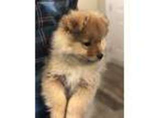 Pomeranian Puppy for sale in Athens, OH, USA