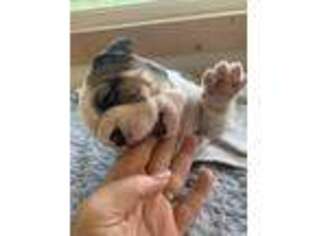 Bulldog Puppy for sale in Pomeroy, WA, USA