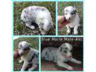 Australian Shepherd Puppy for sale in Maysville, KY, USA