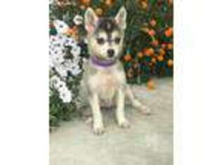 Alaskan Klee Kai Puppy for sale in Mayslick, KY, USA