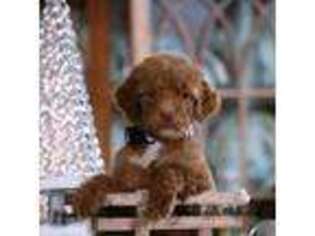 Goldendoodle Puppy for sale in Atlanta, GA, USA