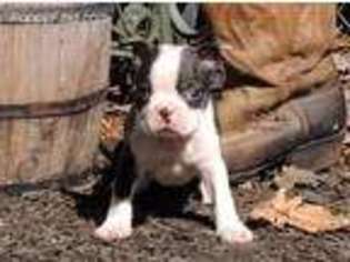 Boston Terrier Puppy for sale in Harrington, DE, USA