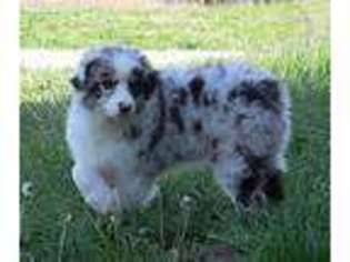Australian Shepherd Puppy for sale in Kingdom City, MO, USA