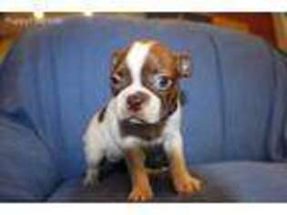 Boston Terrier Puppy for sale in Marlborough, MA, USA