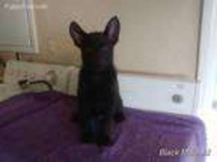 German Shepherd Dog Puppy for sale in Lebanon, OR, USA