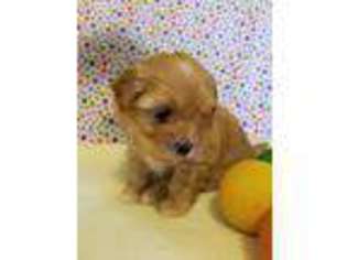 Poovanese Puppy for sale in Plymouth, IN, USA