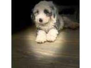 Mutt Puppy for sale in Newell, AL, USA