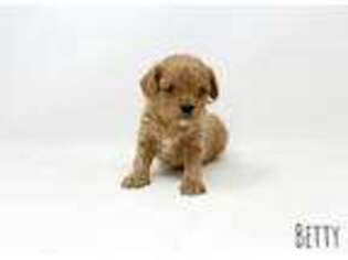 Cavapoo Puppy for sale in Manhattan, KS, USA