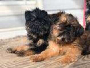Brussels Griffon Puppy for sale in Morton, MS, USA