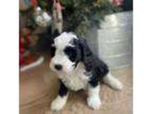 Mutt Puppy for sale in Amboy, IL, USA