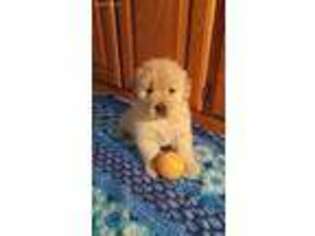 Golden Retriever Puppy for sale in Pomona, MO, USA