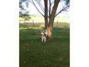Siberian Husky Puppy for sale in Columbia City, IN, USA
