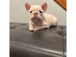 French Bulldog Puppy for sale in Macomb, MI, USA